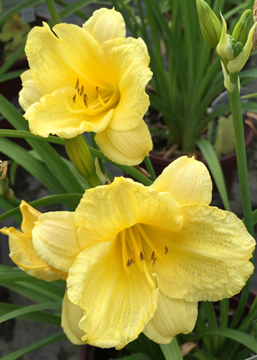 Hemerocallis  'Happy Returns'